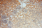 SMYD1 Antibody in Immunohistochemistry (Paraffin) (IHC (P))