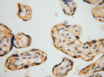 SMYD1 Antibody in Immunohistochemistry (Paraffin) (IHC (P))