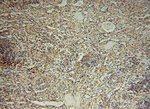 HDAC2 Antibody in Immunohistochemistry (Paraffin) (IHC (P))