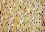 HDAC2 Antibody in Immunohistochemistry (Paraffin) (IHC (P))