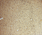 HDAC2 Antibody in Immunohistochemistry (Paraffin) (IHC (P))