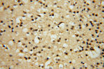 HDAC2 Antibody in Immunohistochemistry (Paraffin) (IHC (P))