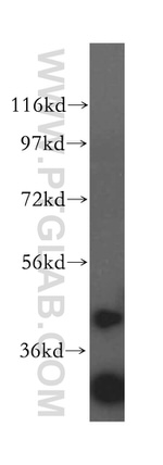 CCR2a Antibody in Western Blot (WB)