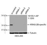 KRAS-2B Antibody in Western Blot (WB)