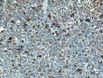 Osteocalcin Antibody in Immunohistochemistry (Paraffin) (IHC (P))