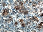 Osteocalcin Antibody in Immunohistochemistry (Paraffin) (IHC (P))