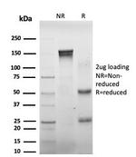 DAXX Antibody in SDS-PAGE (SDS-PAGE)
