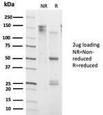 DAXX (Transcriptional Corepressor) Antibody in SDS-PAGE (SDS-PAGE)