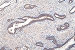 Presenilin-1 Antibody in Immunohistochemistry (Paraffin) (IHC (P))