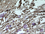 HDAC4 Antibody in Immunohistochemistry (Paraffin) (IHC (P))