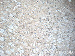 HDAC5 Antibody in Immunohistochemistry (Paraffin) (IHC (P))