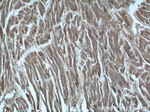 HDAC5 Antibody in Immunohistochemistry (Paraffin) (IHC (P))