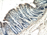 PSEN2 Antibody in Immunohistochemistry (Paraffin) (IHC (P))