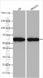 PSEN2 Antibody in Western Blot (WB)