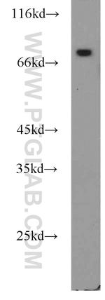 Icam-1 Antibody in Western Blot (WB)