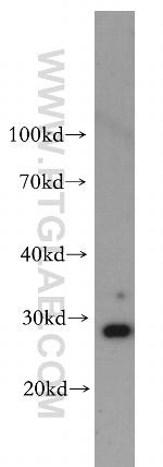 Lin28A Antibody in Western Blot (WB)