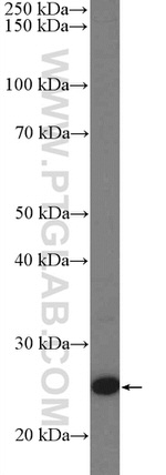 Lin28A Antibody in Western Blot (WB)