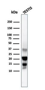 DAZL (Deleted in Azoospermia-like) Antibody in Western Blot (WB)