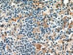 FcRn Antibody in Immunohistochemistry (Paraffin) (IHC (P))