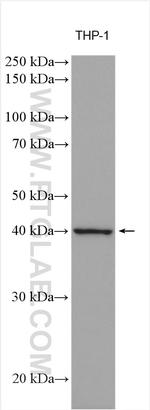 FcRn Antibody in Western Blot (WB)