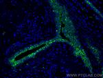 Claudin 4 Antibody in Immunohistochemistry (PFA fixed) (IHC (PFA))