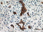 Claudin 4 Antibody in Immunohistochemistry (Paraffin) (IHC (P))