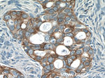 Claudin 4 Antibody in Immunohistochemistry (Paraffin) (IHC (P))