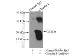 Claudin 4 Antibody in Immunoprecipitation (IP)