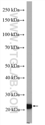 Claudin 4 Antibody in Western Blot (WB)