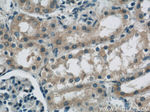 FRK Antibody in Immunohistochemistry (Paraffin) (IHC (P))