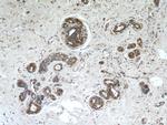 FRK Antibody in Immunohistochemistry (Paraffin) (IHC (P))