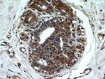 FRK Antibody in Immunohistochemistry (Paraffin) (IHC (P))