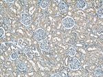 HTF9C Antibody in Immunohistochemistry (Paraffin) (IHC (P))