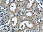 HTF9C Antibody in Immunohistochemistry (Paraffin) (IHC (P))