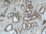 HTF9C Antibody in Immunohistochemistry (Paraffin) (IHC (P))