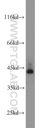 HTF9C Antibody in Western Blot (WB)
