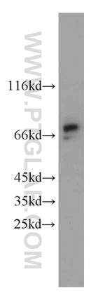 HTF9C Antibody in Western Blot (WB)