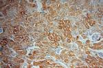 HTF9C Antibody in Immunohistochemistry (Paraffin) (IHC (P))