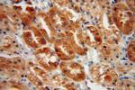 HTF9C Antibody in Immunohistochemistry (Paraffin) (IHC (P))