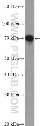 HTF9C Antibody in Western Blot (WB)