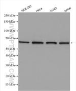 TOE1 Antibody in Western Blot (WB)