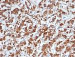 DBH/Dopamine Beta-Hydroxylase Antibody in Immunohistochemistry (Paraffin) (IHC (P))