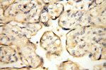 ASS1 Antibody in Immunohistochemistry (Paraffin) (IHC (P))