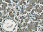 ASS1 Antibody in Immunohistochemistry (Paraffin) (IHC (P))