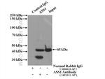 ASS1 Antibody in Immunoprecipitation (IP)
