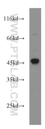 ASS1 Antibody in Western Blot (WB)