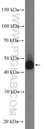 ASS1 Antibody in Western Blot (WB)