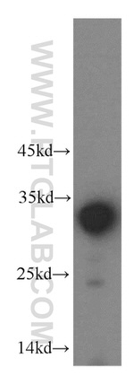 LDHAL6A Antibody in Western Blot (WB)