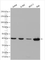 MCL1 Antibody in Western Blot (WB)