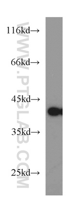 MCL1 Antibody in Western Blot (WB)